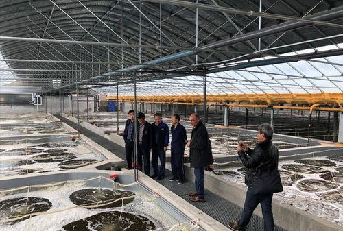 罗氏虾抗生素泛滥与信息技术应对策略